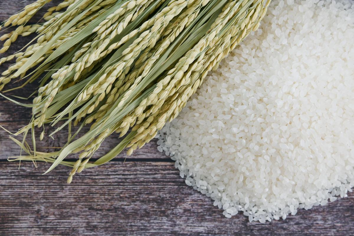 宮城県エリアの米販売なら農家直送！宮城県産米の魅力やおすすめ通販も紹介 ｜ 兵庫で米販売する株式会社東田商店は全国対応可能